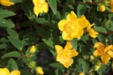 HYHIDCOT_20160629104815_xlarge.jpeg