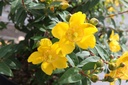 HYHIDCOT_20160629104732_xlarge.jpeg