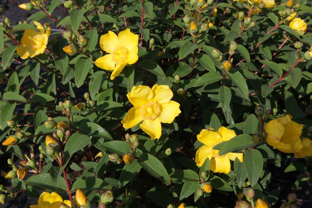HYHIDCOT_20150624102445_xlarge.jpeg