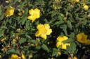 HYHIDCOT_20150624102445_xlarge.jpeg