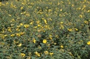 HYHIDCOT_20130626142222_xlarge.jpeg