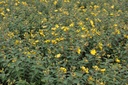 HYHIDCOT_20130626142220_xlarge.jpeg
