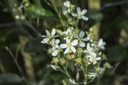 AMSBERRY_20170825095714_xlarge.jpeg