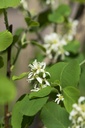 AMSBERRY_20160509122552_xlarge.jpeg