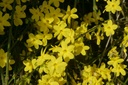 JANUDIFL_20121230115007_xlarge.jpeg