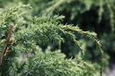 JUCBALPS_20160715131017_xlarge.jpeg