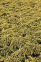 JUCGOLDS_20120928142552_xlarge.jpeg