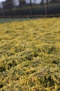 JUCGOLDS_20120928142547_xlarge.jpeg