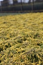 JUCGOLDS_20120928142546_xlarge.jpeg