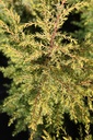 JUCGCONE_20120928152459_xlarge.jpeg