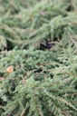 JUCGCARP_20120928141912_xlarge.jpeg