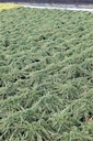 JUCGCARP_20120928141841_xlarge.jpeg