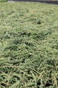 JUCREPAN_20120928135809_xlarge.jpeg
