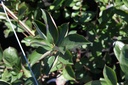 ARABRILL_20160825125141_xlarge.jpeg