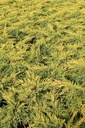 JUPGOLDK_20120928141559_xlarge.jpeg