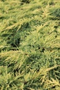JUPGOLDK_20120928141552_xlarge.jpeg
