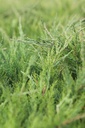 JUPGOLDK_20120928134352_xlarge.jpeg
