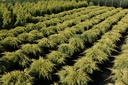 5404008156915_20140714085826_xlarge.jpeg