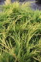 JUPOGOLD_20120928141329_xlarge.jpeg