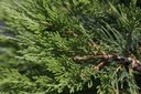 JUSTAMAR_20160715131749_xlarge.jpeg