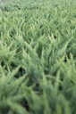 JUSTAMAR_20121002102915_xlarge.jpeg