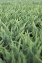 JUSTAMAR_20121002102913_xlarge.jpeg