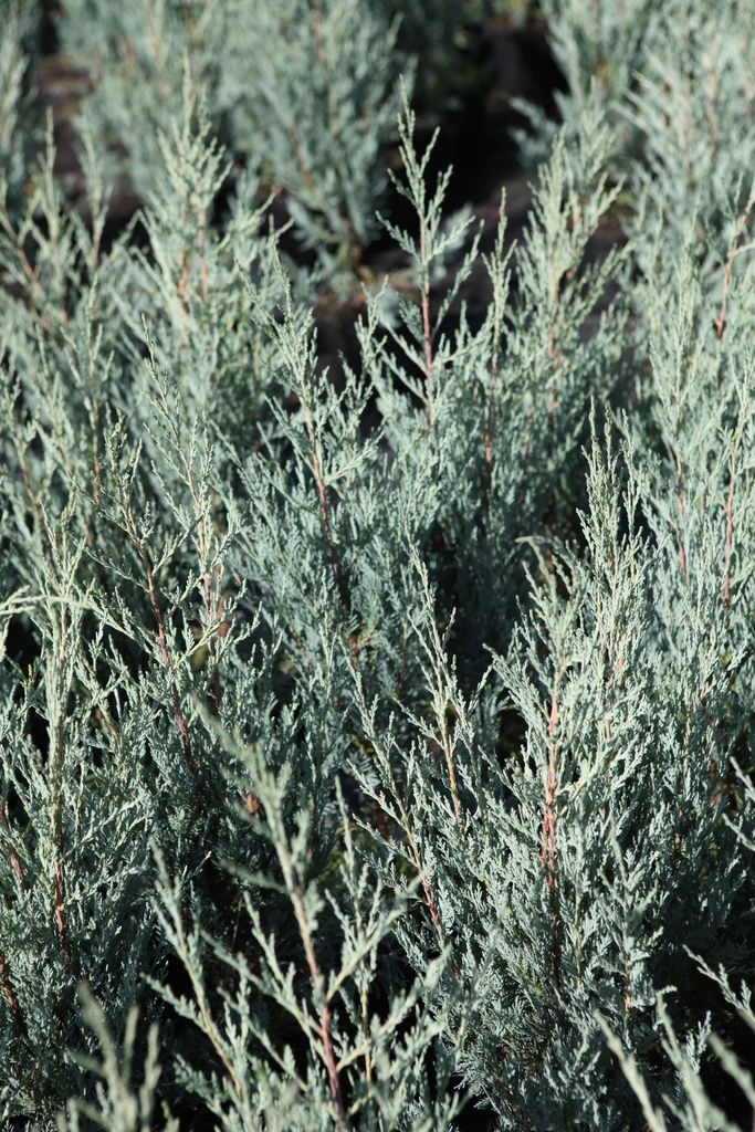 JUSMOONG_20120928151719_xlarge.jpeg