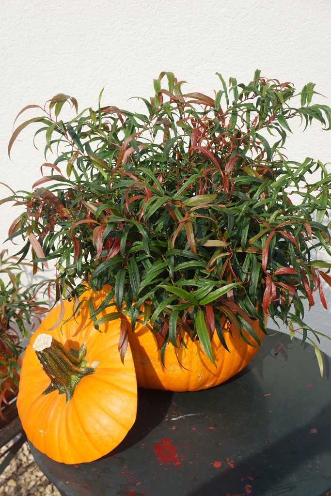 LEKHALLO_20140930125135000_xlarge.jpeg