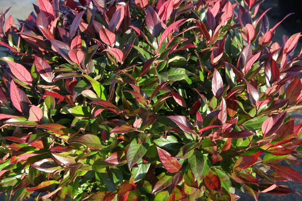 LESCARLE_20131022095240_xlarge.jpeg