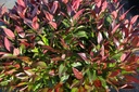 LESCARLE_20131022095240_xlarge.jpeg