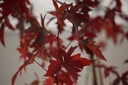 LISWORPL_20101026143921_xlarge.jpeg