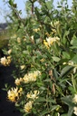 LOPSCENT_20120915110205_xlarge.jpeg