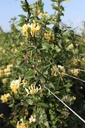 LOPSCENT_20120915110129_xlarge.jpeg