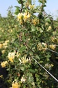 LOPSCENT_20120915110120_xlarge.jpeg