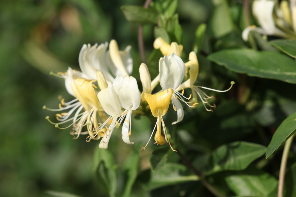 LOPSCENT_20120915105934_xlarge.jpeg