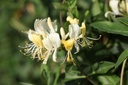 LOPSCENT_20120915105934_xlarge.jpeg