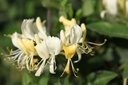 LOPSCENT_20120915105912_xlarge.jpeg