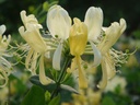 LOPSCENT_20080513080631_xlarge.jpeg