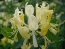 LOPSCENT_20080513080313_xlarge.jpeg