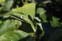 MAHTULIP_20160825093528_xlarge.jpeg