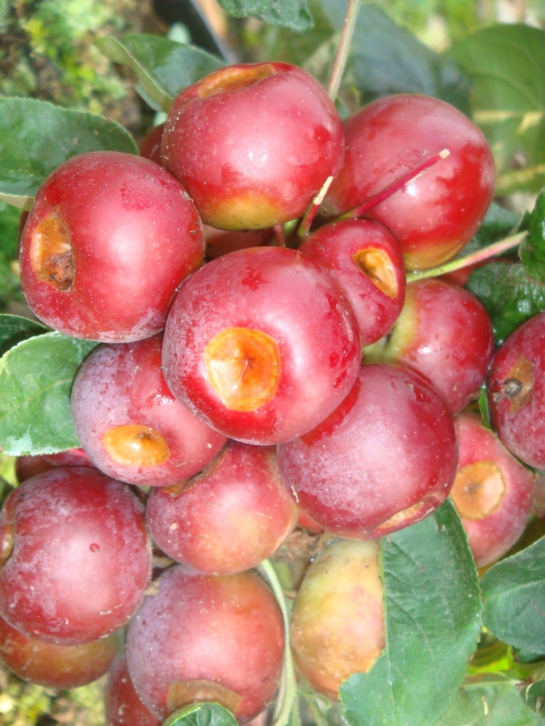 MAAPPOLL_20090826090454_xlarge.jpeg