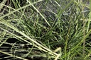 MISMLIGH_20160824143050_xlarge.jpeg