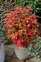 NADBPINK_20141026145240_xlarge.jpeg