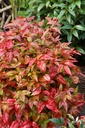 NADBPINK_20141026145218_xlarge.jpeg