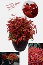 NADBPINK_20121009191001_xlarge.jpeg