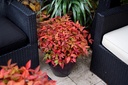 NADBPINK_20121008180908_xlarge.jpeg