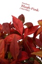 NADBPINK_20121008180121_xlarge.jpeg