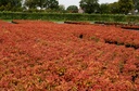 NADBPINK_20121008150415_xlarge.jpeg