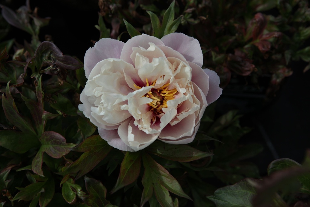 PAICLOUI_20160524154709_xlarge.jpeg