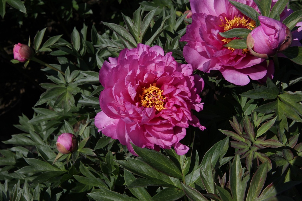 PAIFARRI_20140519120540_xlarge.jpeg